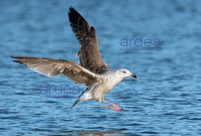 : Great Black-backed Gull : Great Black-backed Gull