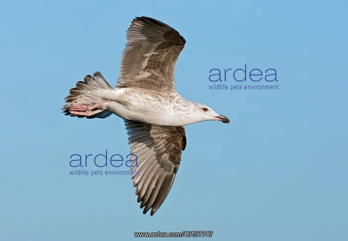 : Great Black-backed Gull : Great Black-backed Gull