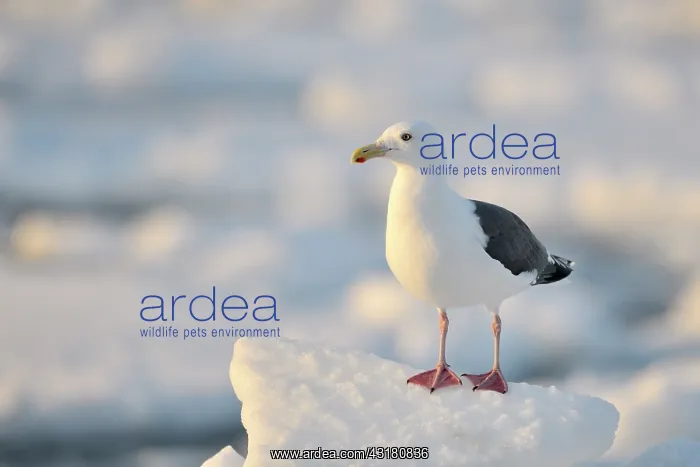 : Great Black-backed Gull : Great Black-backed Gull