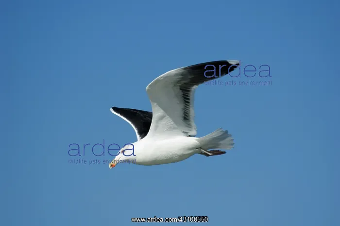 : Great Black-backed Gull Adult : Great Black-backed Gull Adult