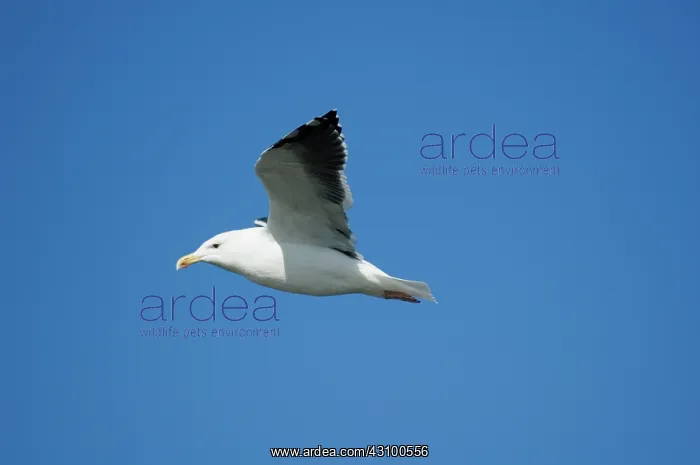 : Great Black-backed Gull Adult : Great Black-backed Gull Adult