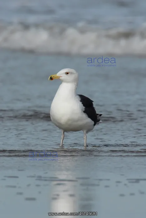 : Great Black-backed Gull adult : Great Black-backed Gull adult