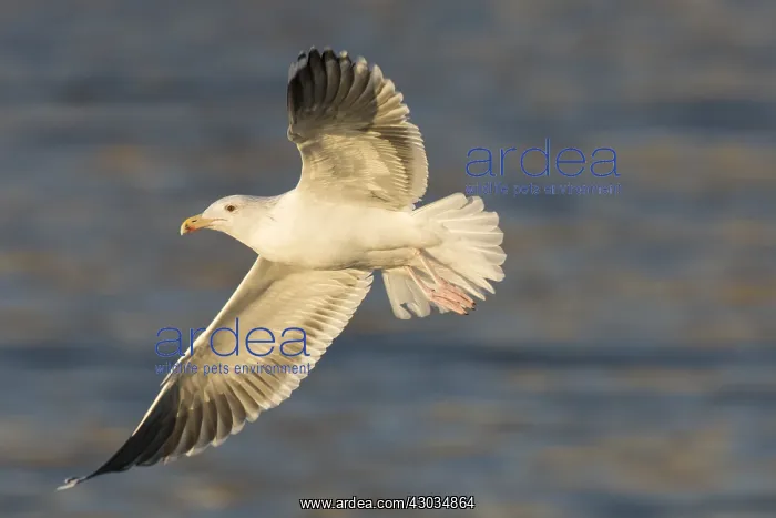 : Great Black-backed Gull - adult gull in flight - Iceland : Great Black-backed Gull - adult gull in flight - Iceland
