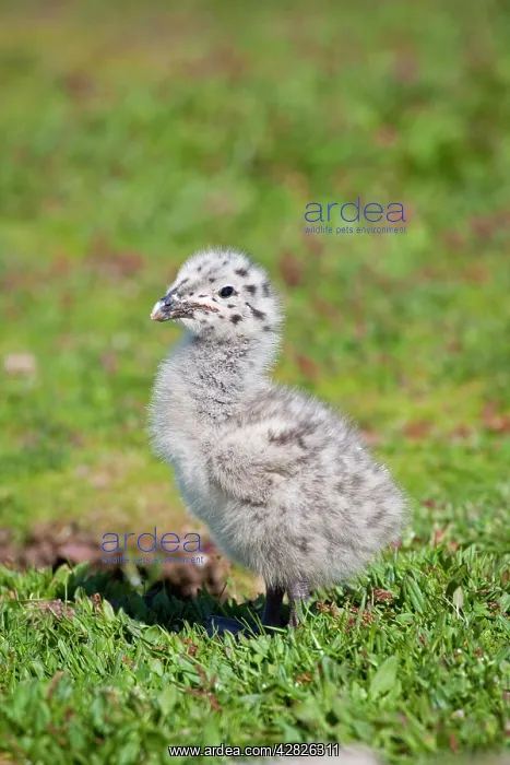  : Great Black Backed Gull - chick