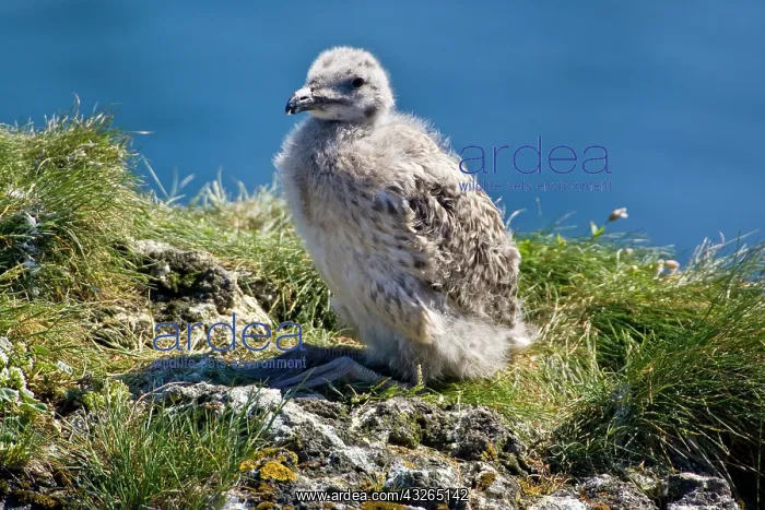: A Great Black-backed Gull chick. Snaefellsness : A Great Black-backed Gull chick. Snaefellsness