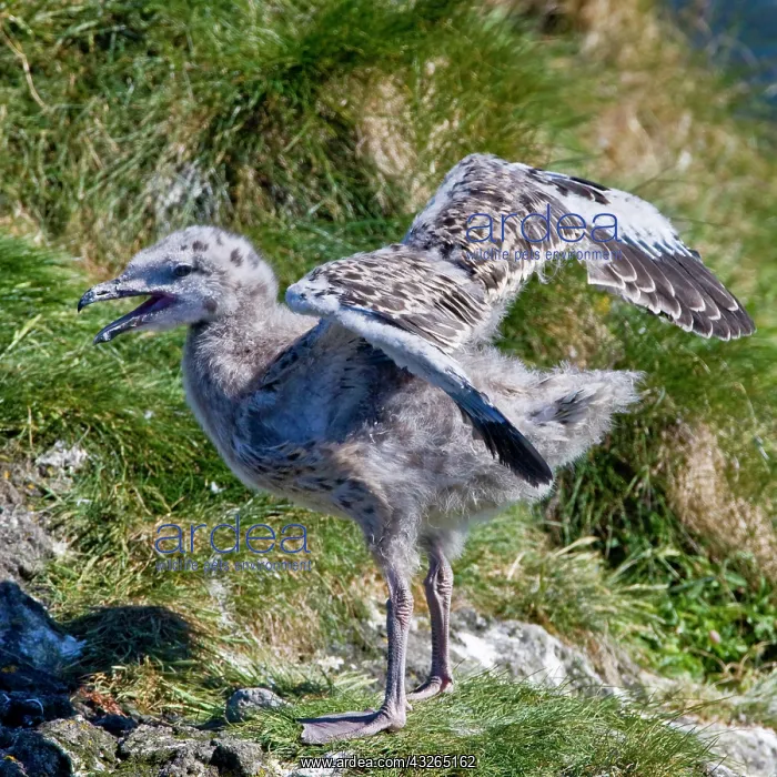 : A Great Black-backed Gull chick. Snaefellsness : A Great Black-backed Gull chick. Snaefellsness