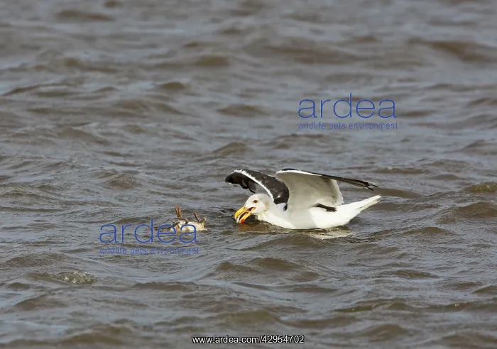 : Great Black-backed Gull - feeding off young shelduck : Great Black-backed Gull - feeding off young shelduck