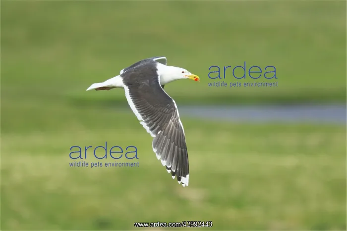 : Great Black-backed Gull - in flight : Great Black-backed Gull - in flight