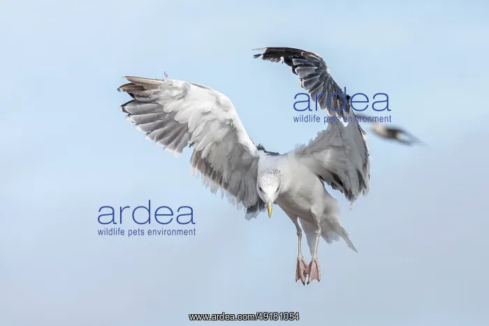  : Great Black Backed Gull - Flight - UK