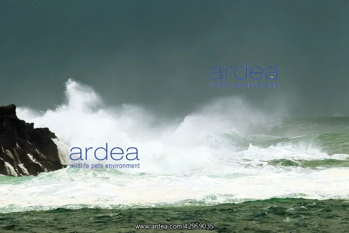 : Great Black-Backed Gull - flying over stormy sea : Great Black-Backed Gull - flying over stormy sea