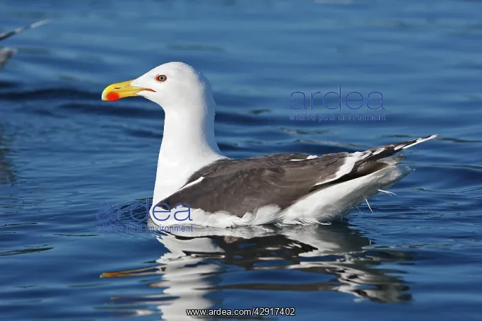 : Great Black-backed Gull - sitting on water : Great Black-backed Gull - sitting on water