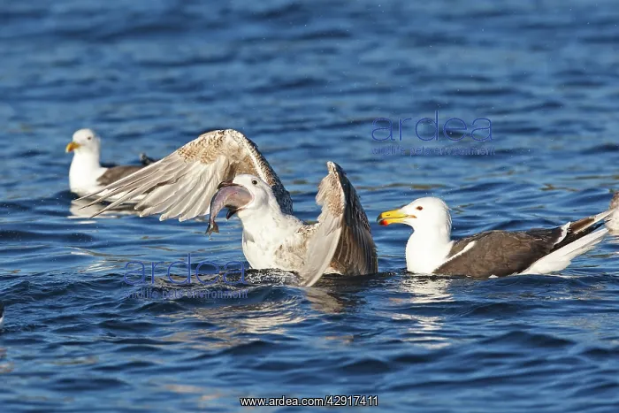 : Great Black-backed Gull - sitting on water - eating fish : Great Black-backed Gull - sitting on water - eating fish