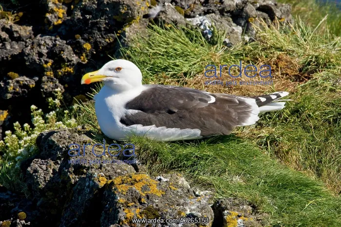 : Great Black-backed Gull. Snaefellsness peninsula : Great Black-backed Gull. Snaefellsness peninsula