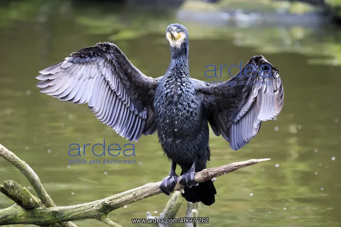 : Great black Great cormorant (Phalacrocorax carbo), in : Great black Great cormorant (Phalacrocorax carbo), in
