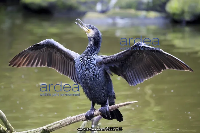 : Great black Great cormorant (Phalacrocorax carbo), in : Great black Great cormorant (Phalacrocorax carbo), in