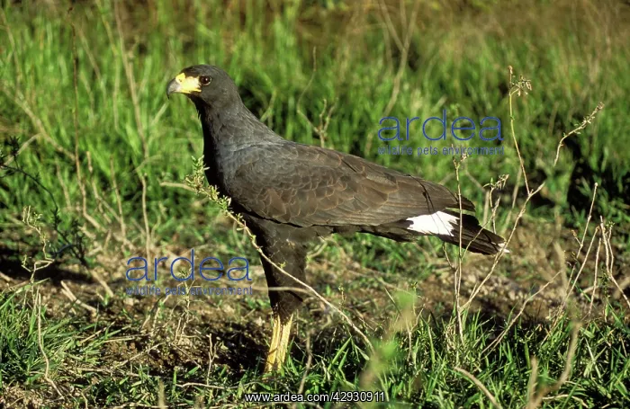 : Great Black Hawk : Great Black Hawk