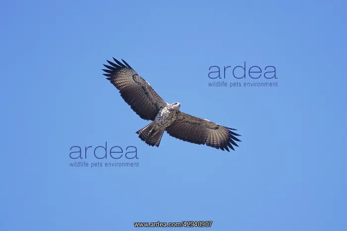  : Great Black Hawk