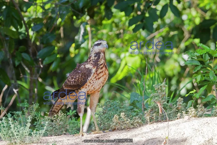 : Great Black Hawk : Great Black Hawk