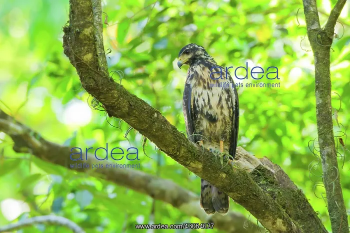 : Great Black Hawk : Great Black Hawk