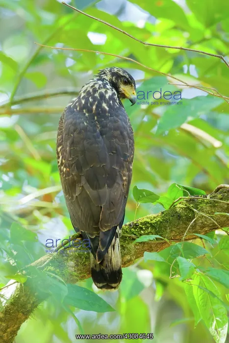 : Great Black Hawk : Great Black Hawk