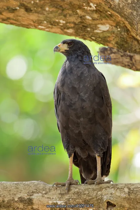 : Great Black Hawk : Great Black Hawk