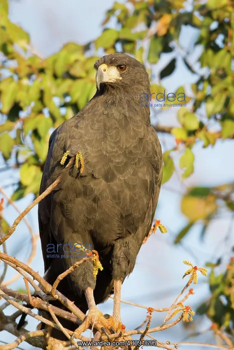 : Great Black Hawk : Great Black Hawk