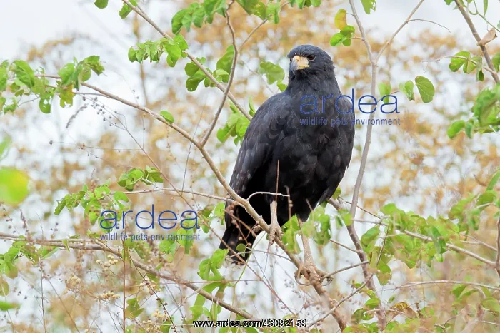  : Great Black Hawk
