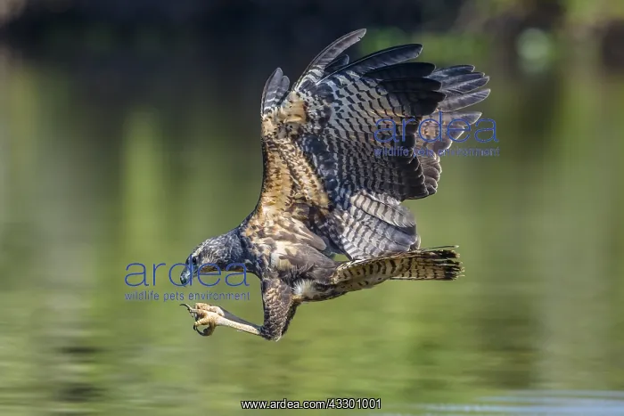 : Great Black Hawk (Buteogallus urubitinga) in fl : Great Black Hawk (Buteogallus urubitinga) in fl