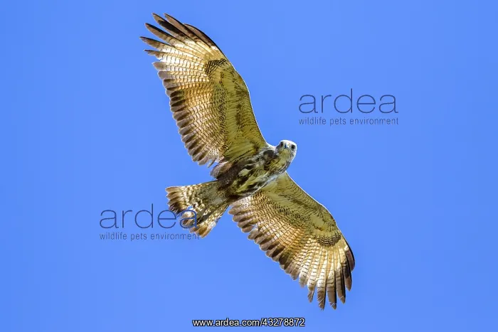 : Great Black Hawk (Buteogallus urubitinga) in ov : Great Black Hawk (Buteogallus urubitinga) in ov