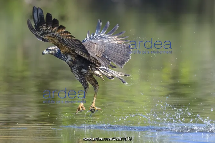 : Great Black Hawk (Buteogallus urubitinga) young : Great Black Hawk (Buteogallus urubitinga) young