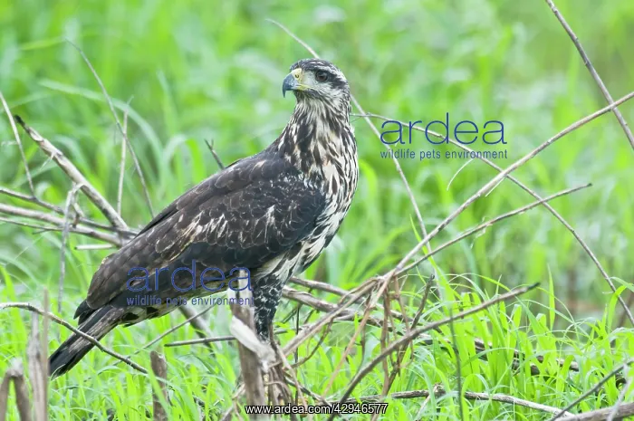 : Great Black Hawk - immature : Great Black Hawk - immature