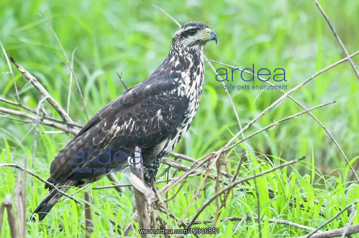 : Great Black Hawk - immature : Great Black Hawk - immature
