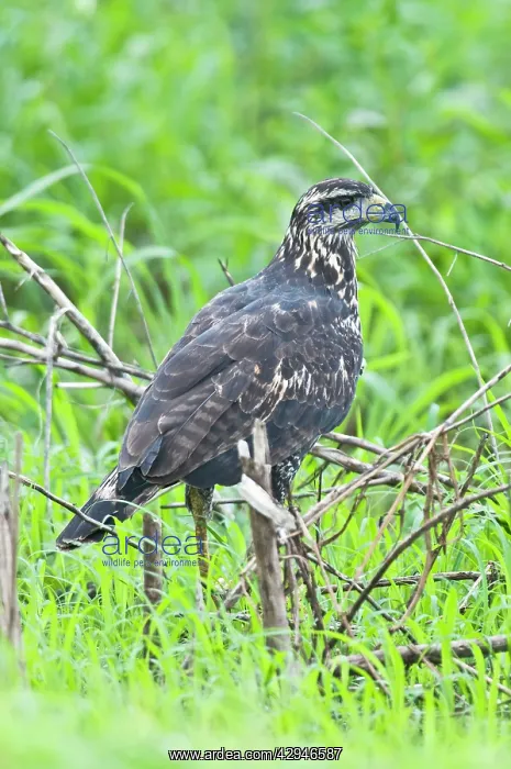 : Great Black Hawk - immature showing white tip to : Great Black Hawk - immature showing white tip to