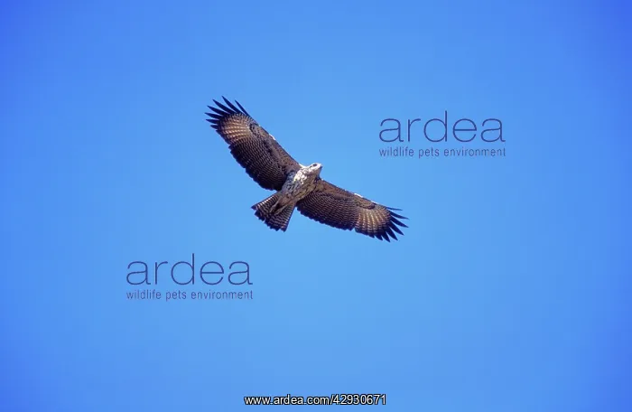 : Great Black Hawk - juvenile, in flight : Great Black Hawk - juvenile, in flight