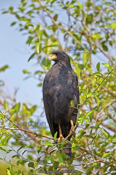 : Great Black Hawk perched Pantanal area Mato Grosso : Great Black Hawk perched Pantanal area Mato Grosso