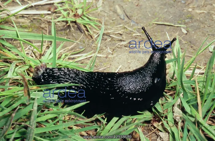 : Great Black SLUG - crawling through grass : Great Black SLUG - crawling through grass