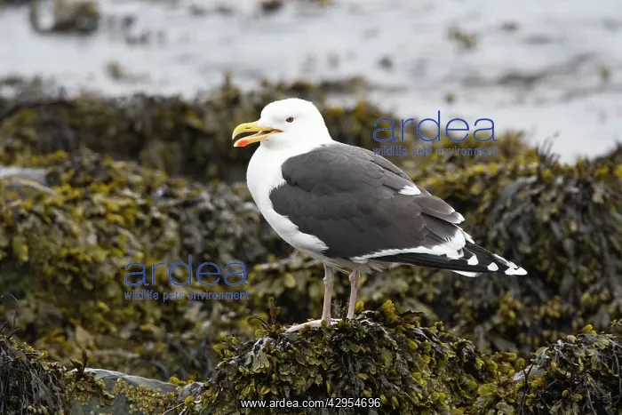 : Great Blacked-backed Gull - perched on seaweed : Great Blacked-backed Gull - perched on seaweed