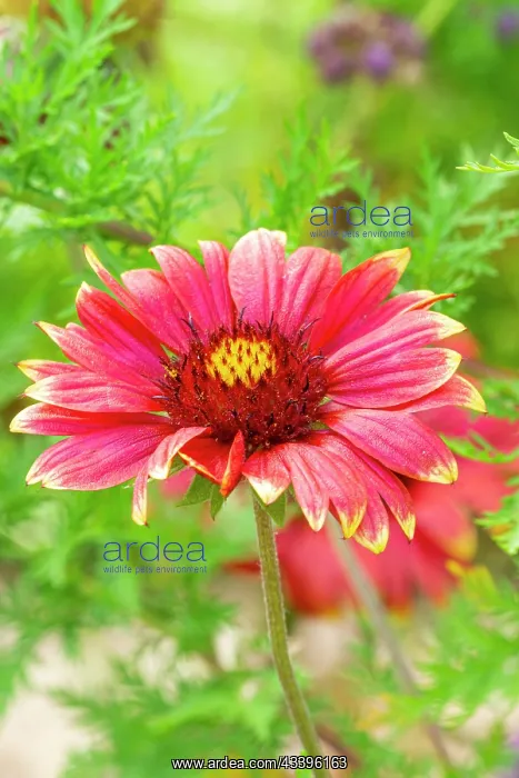 : Great Blanket Flower, Gaillardia aristata Haute : Great Blanket Flower, Gaillardia aristata Haute