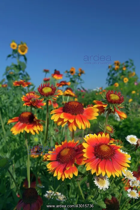  : Great Blanketflower with Brown-eyed Susan