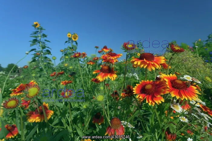 : Great Blanketflower with Brown-eyed Susan : Great Blanketflower with Brown-eyed Susan