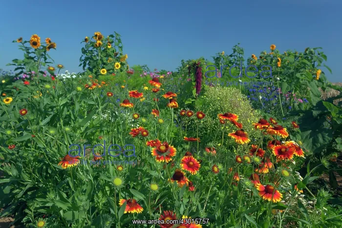 : Great Blanketflower with Brown-eyed Susan : Great Blanketflower with Brown-eyed Susan