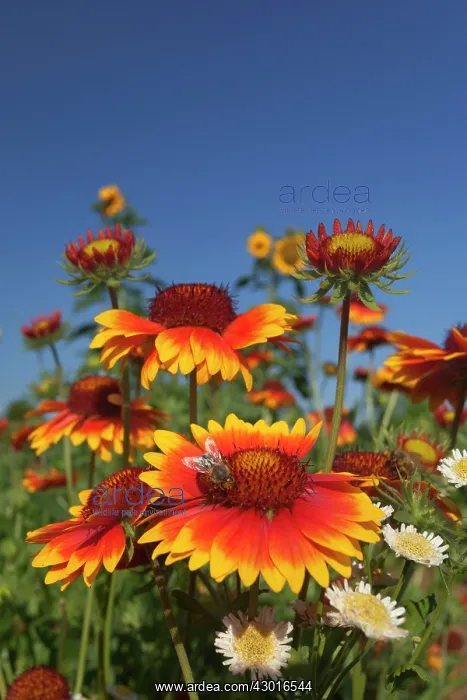 : Great Blanketflower with Honey Bee (Apis : Great Blanketflower with Honey Bee (Apis