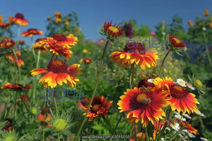  : Great Blanketflower with Honey Bee (Apis