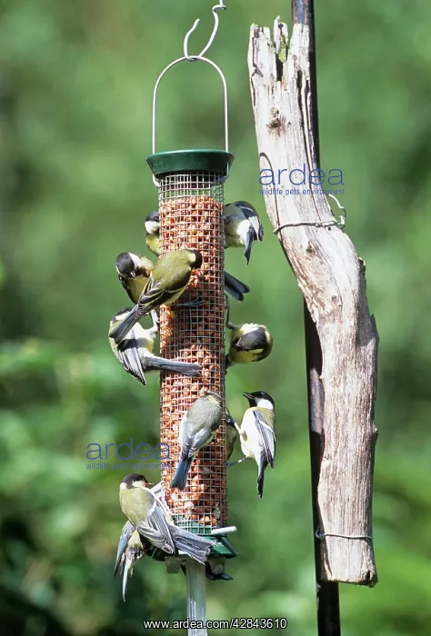 : Great and Blue (Cyanistes caeruleus) TITS - On bird feeder : Great and Blue (Cyanistes caeruleus) TITS - On bird feeder