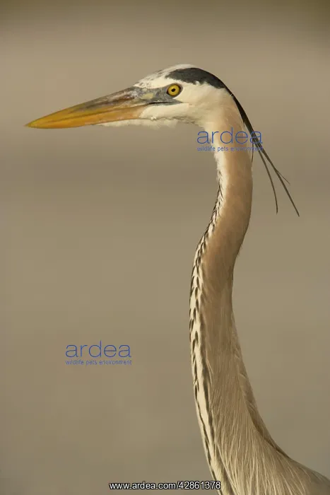 : Great Blue Heron : Great Blue Heron