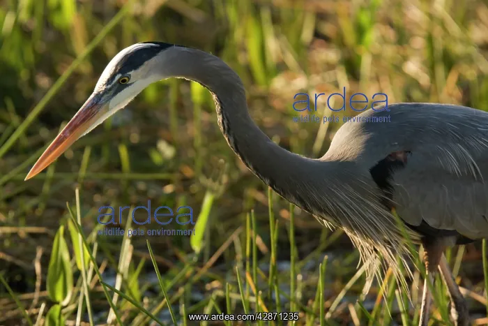: Great Blue Heron : Great Blue Heron