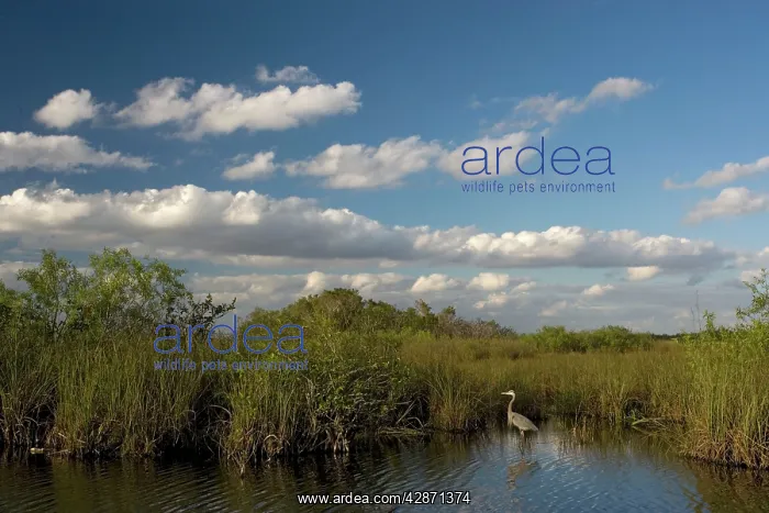 : Great Blue Heron : Great Blue Heron
