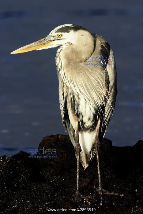 : Great Blue Heron : Great Blue Heron