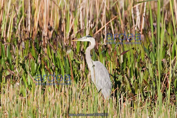 : Great Blue Heron : Great Blue Heron