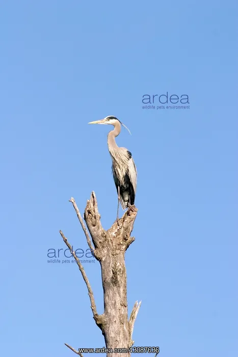 : Great Blue Heron : Great Blue Heron